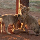 Blood Lions